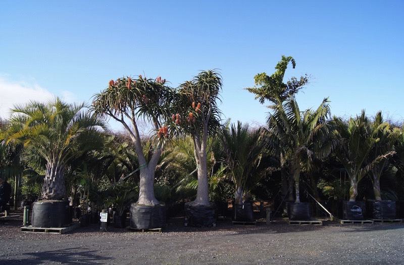 Large grade palms in our nursery.